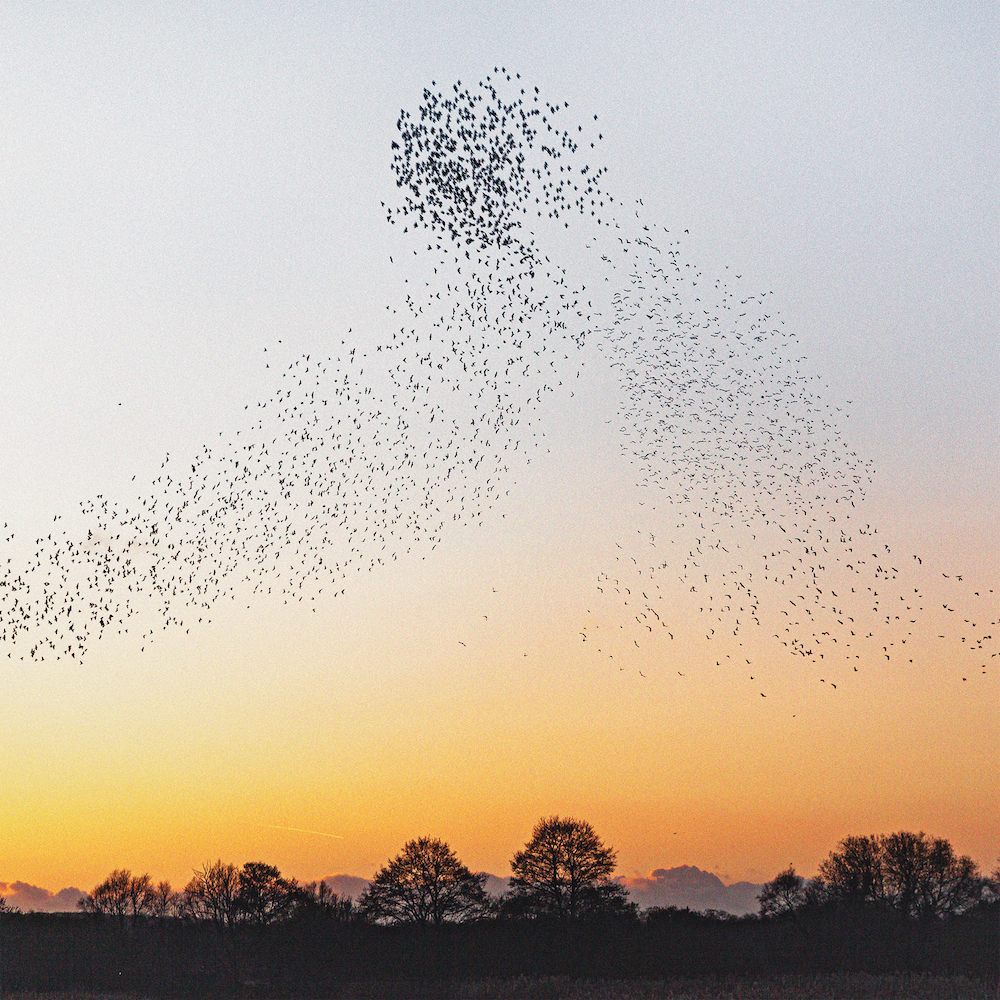 Erland Cooper: Dawn Chorus Digital Album