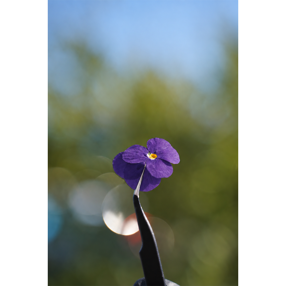 Pride and Prejudice: Flower Filled Edition Vinyl flower 2